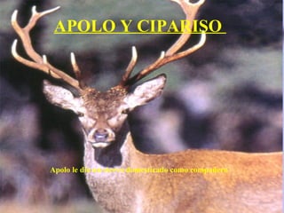APOLO Y CIPARISO  Apolo le dio un ciervo domesticado como compañero  