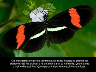 Não enxergamos o valor do sofrimento, ele se faz necessário quando nos
afastamos das leis divinas: a lei do amor e a lei da harmonia. Quem planta
   o mal, colhe espinhos. Quem perdoa, transforma espinhos em flores.
 