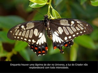 Enquanto houver uma lágrima de dor no Universo, a luz do Criador não
               resplandecerá com toda intensidade.
 