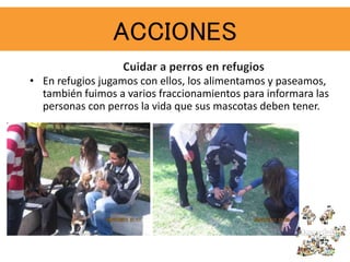 ACCIONES
• En refugios jugamos con ellos, los alimentamos y paseamos,
también fuimos a varios fraccionamientos para informara las
personas con perros la vida que sus mascotas deben tener.
 