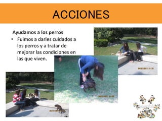 • Fuimos a darles cuidados a
los perros y a tratar de
mejorar las condiciones en
las que viven.
ACCIONES
 