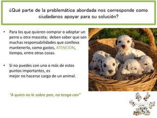 ¿Qué parte de la problemática abordada nos corresponde como
ciudadanos apoyar para su solución?
• Para los que quieren comprar o adoptar un
perro u otra mascota; deben saber que son
muchas responsabilidades que conlleva
mantenerlo, como gastos, ATENCION,
tiempo, entre otras cosas.
• Si no puedes con uno o más de estos
puntos importantes, es
mejor no hacerse cargo de un animal.
“A quien no le sobre pan, no tenga can”
 
