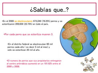 ¿Sabías que..?
•En el 2008 673,249 (76.25%) perros y se
esterilizaron 209,659 (23.75%) en todo el país.
•Por cada perro que se esteriliza mueren 3.
•En el distrito federal se electrocutan 60 mil
perros cada año ( es decir 5 mil al mes) y
solo se esterilizan 20 mil al año.
•El numero de perros que sus propietarios entregaron
al centro antirrábico aumentó en un 101.62% entre el
2000 y 2008.
 