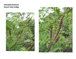 Amorpha fruticosa
Desert False Indigo

 