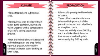 PAGE
17
PAGE
16
CLIMATE
• lt is a tropical and subtropical
crop.
• lt requires a well distributed rain
fall of 1000-1500 mm, humid and
warm weather with a temperature
of 25-35⁰C during vegetative
growth.
• Hot and humid climate is required
at initial stages of the crop for its
vigorous growth, whereas dry
climate facilitates tuber bulking at
later stage.
• It is usually propagated by offsets
of corms.
• These offsets are the miniature
tubers which grow out of the
parent corms and are called buds
or daughter corms.
• These are initially about 20-25 g
each and take about three to
four seasons to develop into
corms weighing 8-10 kg each.
PROPAGATION
 
