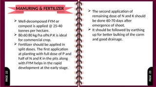 PAGE
23
PAGE
22
MANURING & FERTILIZER
 Well-decomposed FYM or
compost is applied @ 25-40
tonnes per hectare.
 80:60:80 kg/ha ofN:P:K is ideal
for commercial crop.
 Fertilizer should be applied in
split doses. The first application
at planting with full dose of P and
half of N and K in the pits along
with FYM helps in the rapid
development at the early stage.
 The second application of
remaining dose of N and K should
be done 60-70 days after
emergence of shoot.
 It should be followed by earthing
up for better bulking of the corm
and good drainage.
 
