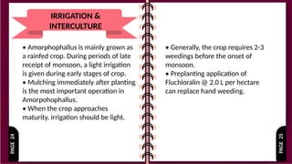 PAGE
25
PAGE
24
IRRIGATION &
INTERCULTURE
• Amorphophallus is mainly grown as
a rainfed crop. During periods of late
receipt of monsoon, a light irrigation
is given during early stages of crop.
• Mulching immediately after planting
is the most important operation in
Amorpohophallus.
• When the crop approaches
maturity. irrigation should be light.
• Generally, the crop requires 2-3
weedings before the onset of
monsoon.
• Preplanting application of
Fluchloralin @ 2.0 L per hectare
can replace hand weeding.
 