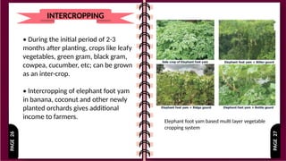 PAGE
27
PAGE
26
INTERCROPPING
• During the initial period of 2-3
months after planting, crops like leafy
vegetables, green gram, black gram,
cowpea, cucumber, etc; can be grown
as an inter-crop.
• lntercropping of elephant foot yam
in banana, coconut and other newly
planted orchards gives additional
income to farmers.
Elephant foot yam based multi layer vegetable
cropping system
 