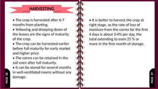 PAGE
29
PAGE
28
HARVESTING
• The crop is harvested after 6-7
months from planting.
• Yellowing and drooping down of
the leaves are the signs of maturity
of the crop.
• The crop can be harvested earlier
before full maturity for early market
and higher price.
• The corms can be retained in the
soil even after full maturity.
• It can be stored for several months
in well-ventilated rooms without any
damage.
• It is better to harvest the crop at
right stage, as the rate of loss of
moisture from the corms for the first
4 days is about 3-4% per day, the
total extending to even 25 % or
more in the first month of storage.
 