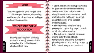 PAGE
31
PAGE
30
YIELD
WHOLE SEED CORM
PRODUCTION
• Inadequate supply of planting
material is a major constraint in
extending the cultivation of
elephant foot yam.
• South Indian smooth type which is
of good quality and commercially
acceptable, does not produce
daughter conns necessary for rapid
multiplication (although plenty of
daughter corms arise in local
irritating type).
• The improved type is usually
propagated by cutting large corms in
small pieces for planting.
• The cut corms may fail to sprout
due to dehydration at high
temperature prevailing during the
planting season and rotting caused by
infection of fungus and bacteria.
The average corm yield ranges from
12-22 tonns per hectare, depending
on the weight of seed corm, soil type
and nutrition applied.
 