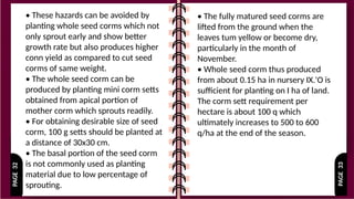 PAGE
33
PAGE
32 • These hazards can be avoided by
planting whole seed corms which not
only sprout early and show better
growth rate but also produces higher
conn yield as compared to cut seed
corms of same weight.
• The whole seed corm can be
produced by planting mini corm setts
obtained from apical portion of
mother corm which sprouts readily.
• For obtaining desirable size of seed
corm, 100 g setts should be planted at
a distance of 30x30 cm.
• The basal portion of the seed corm
is not commonly used as planting
material due to low percentage of
sprouting.
• The fully matured seed corms are
lifted from the ground when the
leaves tum yellow or become dry,
particularly in the month of
November.
• Whole seed corm thus produced
from about 0.15 ha in nursery IX.'O is
sufficient for planting on I ha of land.
The corm sett requirement per
hectare is about 100 q which
ultimately increases to 500 to 600
q/ha at the end of the season.
 