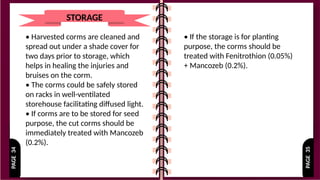 PAGE
35
PAGE
34
STORAGE
• Harvested corms are cleaned and
spread out under a shade cover for
two days prior to storage, which
helps in healing the injuries and
bruises on the corm.
• The corms could be safely stored
on racks in well-ventilated
storehouse facilitating diffused light.
• If corms are to be stored for seed
purpose, the cut corms should be
immediately treated with Mancozeb
(0.2%).
• If the storage is for planting
purpose, the corms should be
treated with Fenitrothion (0.05%)
+ Mancozeb (0.2%).
 