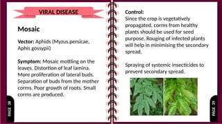 PAGE
39
PAGE
38
VIRAL DISEASE
Mosaic
Vector: Aphids (Myzus persicae,
Aphis gossypii)
Symptom: Mosaic mottling on the
leaves. Distortion of leaf lamina.
More proliferation of lateral buds.
Separation of buds from the mother
corms. Poor growth of roots. Small
corms are produced.
Control:
Since the crop is vegetatively
propagated, corms from healthy
plants should be used for seed
purpose. Rouging of infected plants
will help in minimising the secondary
spread.
Spraying of systemic insecticides to
prevent secondary spread.
 