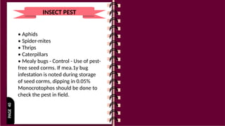 PAGE
40
INSECT PEST
• Aphids
• Spider-mites
• Thrips
• Caterpillars
• Mealy bugs - Control - Use of pest-
free seed corms. If mea.1y bug
infestation is noted during storage
of seed corms, dipping in 0.05%
Monocrotophos should be done to
check the pest in field.
 