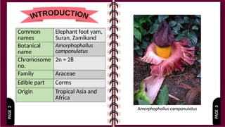 PAGE
3
PAGE
2
Common
names
Elephant foot yam,
Suran, Zamikand
Botanical
name
Amorphophallus
campanulatus
Chromosome
no.
2n = 28
Family Araceae
Edible part Corms
Origin Tropical Asia and
Africa
Amorphophallus campanulatus
 