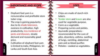 PAGE
5
PAGE
4
• Elephant foot yam is a
remunerative and profitable stem
tuber crop.
• The crop is gaining popularity
due to its shade tolerance,
easiness in cultivation, high
productivity, less incidence of
pests and diseases, steady
demand and reasonably good
price.
• Cultivation of elephant foot yam
is limited to India, Philippines, Sri
Lanka and South East Asia.
IMPORTANCE AND SCOPE
• Chips are made of starch-rich
tubers.
• Tender stem and leaves are also
used for vegetable purpose.
• Corm as a vegetable.
• Preparing curries and pickles.
• Ayurvedic preparations -
recommended for the cure of
piles, dysentery, asthma, swelling
of lungs, vomiting, abdominal
pain and as blood purifier.
• Petioles - cooked as vegetables.
USES
 