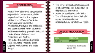 PAGE
7
PAGE
6
DISTRIBUTION
• It has now become a very popular
vegetable in certain areas of the
tropical and subtropical regions.
• It is a crop of South-East Asian
origin, growing wild in the
Philippines, Malaysia, and Indonesia
and South-eastern Asian countries.
• It is commercially grown in India, Sri
Lanka, China, Malaysia, Java,
Philippines and Ceylon.
• In India, it is cultivated on large
scale in Andhra Pradesh, Bihar,
Gujarat, Maharashtra and West
Bengal.
• The genus amorphophallus consist
of about 90 species indigenous to
tropical Asia and Africa.
• About 14 species occur in India.
• The edible species found in India
are A. campanulatus, A.
oncophyllus, A. variabilis, A. rivieri
AREA & PRODUCTION
AREA PRODUCTION
38,000 Ha 874,000 MT
Horticultural statistics at a
glance, 2021
 