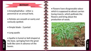 PAGE
11
PAGE
10
BOTANY
• Amorphophallus - either a
perennial or an annual herb.
• Petioles are smooth or warty and
variously spotted.
• Simple blade - 3 parted
• Long spadix
• Spathe is funnel or bell-shaped at
the base, springing from the great
bulb like conn in advance of the
leaves.
• Flowers have disagreeable odour
which is supposed to attract carrion
loving insects, which pollinate the
flowers and bring about the
production of seeds.
 