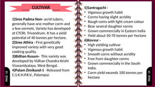 PAGE
13
PAGE
12 CULTIVAR 5)Santragachi -
• Vigorous growth habit
• Corms having slight acridity
• Rough coms with light cream colour
• Bear several daughter corms
• Grown commercially in Eastern India
• Yield about 50-70 tonnes per hectare
6)Kovvur -
• High yielding cultivar
• Vigorous growth habit
• Smooth corns without acridity
• Free from daughter corms
• Grown commercially in the South
India.
• Corm yield exceeds 100 tonnes per
hectare
1)Sree Padma Non- acrid tubers,
generally have one mother corm and
a few cormels. Variety has developed
at CTCRI, Trivandrum. It has a yield
potential of 40 tonnes per hectare.
2)Sree Athira - First genetically
improved variety with very good
cooking quality.
3)Bidhan Kusum- This variety was
developed by Vidhan Chandra Krishi
Viswavidyalaya, West Bengal.
4)Palam Zimikand-1 -Released from
C.S.K.H.P.K.V., Palampur.
 