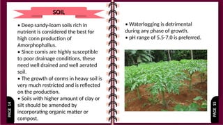 PAGE
15
PAGE
14
SOIL
• Deep sandy-loam soils rich in
nutrient is considered the best for
high conn production of
Amorphophallus.
• Since comis are highly susceptible
to poor drainage conditions, these
need well drained and well aerated
soil.
• The growth of corms in heavy soil is
very much restricted and is reflected
on the production.
• Soils with higher amount of clay or
silt should be amended by
incorporating organic matter or
compost.
• Waterlogging is detrimental
during any phase of growth.
• pH range of 5.5-7.0 is preferred.
 