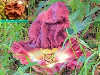 Stenmurkla (Gyromitra esculenta) (Image courtesy Sofia Bryntse)
 
