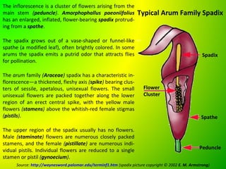 The inflorescence is a cluster of flowers arising from the
main stem (peduncle). Amorphophallus paeoniifolius                  Typical Arum Family Spadix
has an enlarged, inflated, flower-bearing spadix protrud-
ing from a spathe.

The spadix grows out of a vase-shaped or funnel-like
spathe (a modified leaf), often brightly colored. In some
arums the spadix emits a putrid odor that attracts flies                                              Spadix
for pollination.

The arum family (Araceae) spadix has a characteristic in-
florescence—a thickened, fleshy axis (spike) bearing clus-
ters of sessile, apetalous, unisexual flowers. The small               Flower
unisexual flowers are packed together along the lower                  Cluster
region of an erect central spike, with the yellow male
flowers (stamens) above the whitish-red female stigmas
(pistils).                                                                                           Spathe

The upper region of the spadix usually has no flowers.
Male (staminate) flowers are numerous closely packed
stamens, and the female (pistillate) are numerous indi-
vidual pistils. Individual flowers are reduced to a single                                          Peduncle
stamen or pistil (gynoecium).
      Source: http://waynesword.palomar.edu/terminf1.htm (spadix picture copyright © 2002 E. M. Armstrong)
 