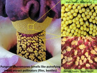 Male flowers: many, small




Pungent pheromones (smells like putrefying
  meat) attract pollinators (flies, beetles)   Female flowers: fewer, bigger
 