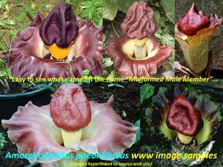 Easy to see what earned it the name “Malformed Male Member”…




Amorphophallus paeoniifolius www image samples
                  (images hyperlinked to source web site)
 