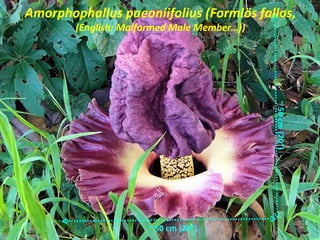 Amorphophallus paeoniifolius (Formlös fallos,
        (English: Malformed Male Member…))




                                             ~ 50 cm (20”)
                      ~ 50 cm (20”)
 