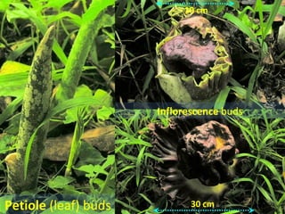 10 cm




                      Inflorescence buds




Petiole (leaf) buds          30 cm
 