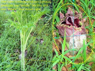 One tuber (underground yam (potato))
produces one “petiole” like this, and
one “flower” (bud shown right)




                                                 ~ 15 cm




                                        ~ 25 c
                                         m
 