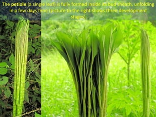 The petiole (a single leaf) is fully formed inside its bud sheath, unfolding
   in a few days time (picture to the right shows three development
                                    stages)
 