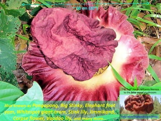 ~ 50 cm (20”)




                                                     The “hat” has an uncanny likeness
                                                       to the false morel mushroom:




Also known as Pongapong, Big Stinky, Elephant foot
yam, Whitespot giant arum, Stink lily, Jimmikand,
   Corpse flower, Voodoo lily, and many more…        False Morel (Gyromitra esculenta) (Im
 