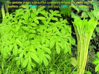 The petiole shows a beautiful symmetry in how the rachi and its
 leaflets unfold (Right: after ~ two days; Left: after ~ five days)
 