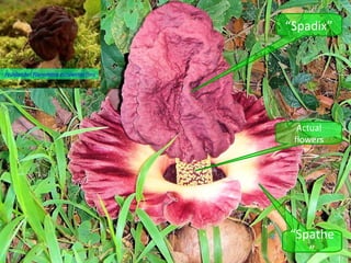 “Spadix”


Frühlorchel (Gyromitra esculenta) (Image courtesy Wikipedia DE)




                                                                    Actual
                                                                   flowers




                                                                  “Spathe
                                                                     ”
 