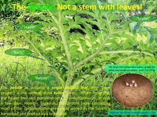 The Petiole: Not a stem with leaves!
                                                                                               “Leaflet”

             “Leaflet”




       “Rachi”


                                                                      The large Amorphophallus tuber , grown for
                                                                      food, may weigh anywhere from 3 to 25 kg


                     “Petiole”

The petiole is actually a single divided leaf, the “stem
proper” is the underground tuber (yam). When flowering,
the flower bud and petiole shoots up simultaneously, in only
a few days. Here in Tagaytay, the petiole (now containing
most of the carbohydrates previously stored in the tuber) is
harvested and cooked as a vegetable.                       Elephant Yam tuber (konnyaka potato ) (Imag
 