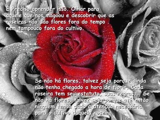 Se não há flores, talvez seja porque ainda não tenha chegado a hora de florir. Cada roseira tem seu estatuto, suas regras... Se não há flores, talvez seja porque até então ninguém tenha dado a atenção necessária para o cultivo daquela roseira.  É Preciso aprender isso. Olhar para aquele que nos magoou e descobrir que as roseiras não dão flores fora do tempo nem tampouco fora do cultivo. 