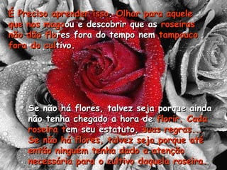Se não há flores, talvez seja porque ainda não tenha chegado a hora de  florir. Cada roseira t em seu estatuto,  suas regras... Se não há flores, talvez seja porque até então ninguém tenha dado a atenção necessária para o cultivo daquela roseira.  É Preciso aprender isso .  Olhar para   aquele que nos   mago ou e descobrir que as  roseiras não dão   flo res fora do tempo nem  tampouco   fora do cul tivo. 
