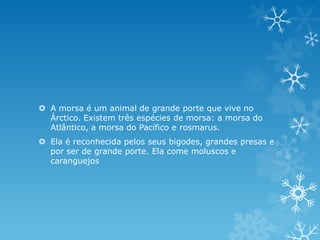  A morsa é um animal de grande porte que vive no
  Árctico. Existem três espécies de morsa: a morsa do
  Atlântico, a morsa do Pacífico e rosmarus.
 Ela é reconhecida pelos seus bigodes, grandes presas e
  por ser de grande porte. Ela come moluscos e
  caranguejos
 