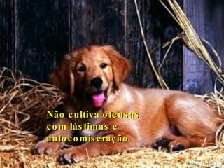 Não cultiva ofensas  com lástimas e autocomiseração   