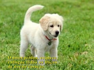 O amor perdoa, esquece, extingue todos os traços  de dor no coração. 