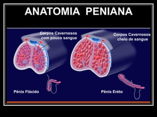 Anatomia sinusoidal
©2001PW
Pênis Flácido
ANATOMIA PENIANA
Pênis Eréto
Corpos Cavernosos
com pouco sangue
Corpos Cavernosos
cheio de sangue
 