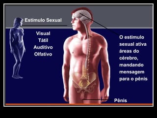 Pênis
©2001PW
O estimulo
sexual ativa
áreas do
cérebro,
mandando
mensagem
para o pênis
Estímulo Sexual
Visual
Tátil
Auditivo
Olfativo
 