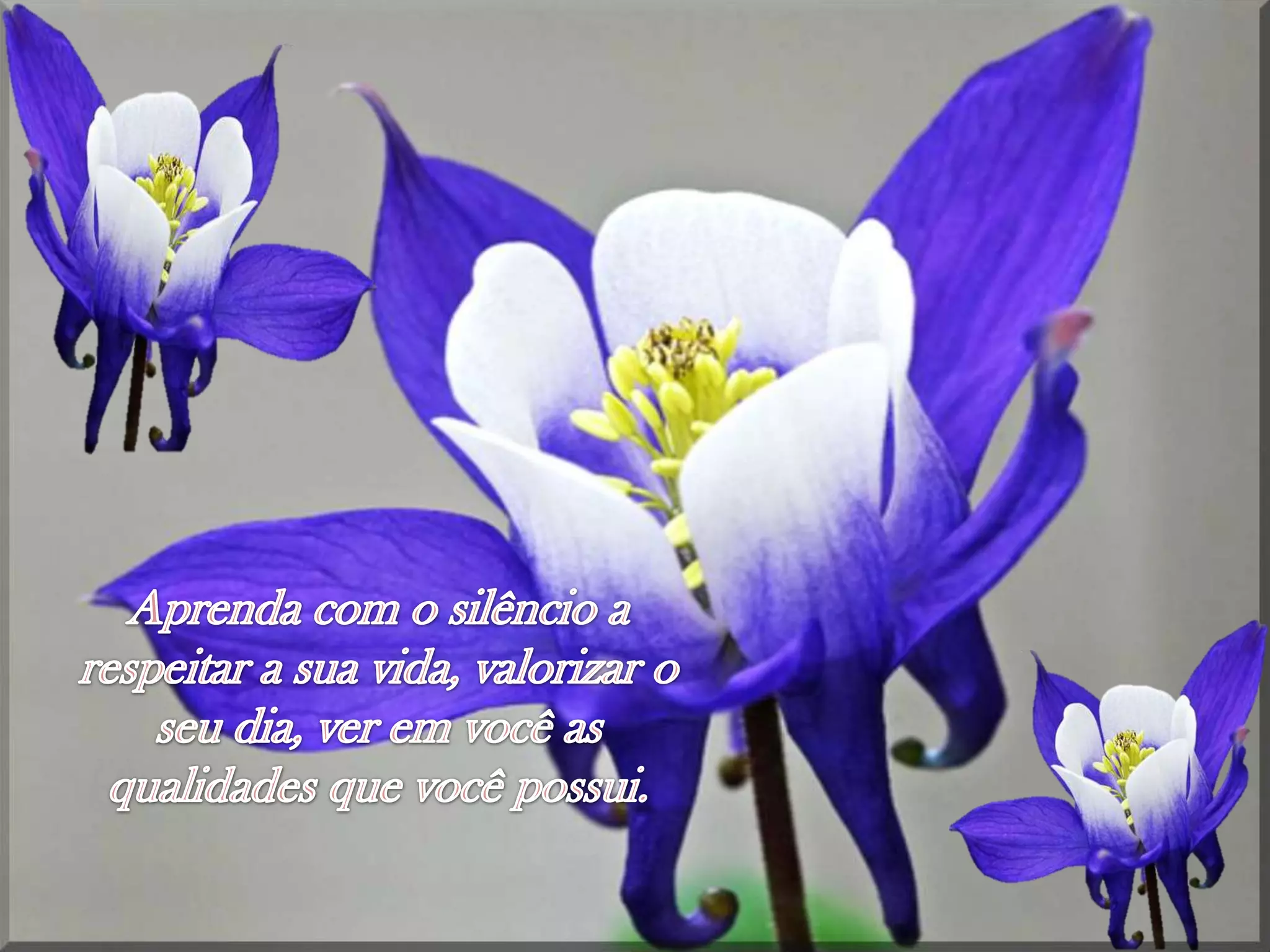 Aprendacom o silêncio a respeitar a suavida, valorizar o seudia, veremvocê as qualidadesquevocêpossui.