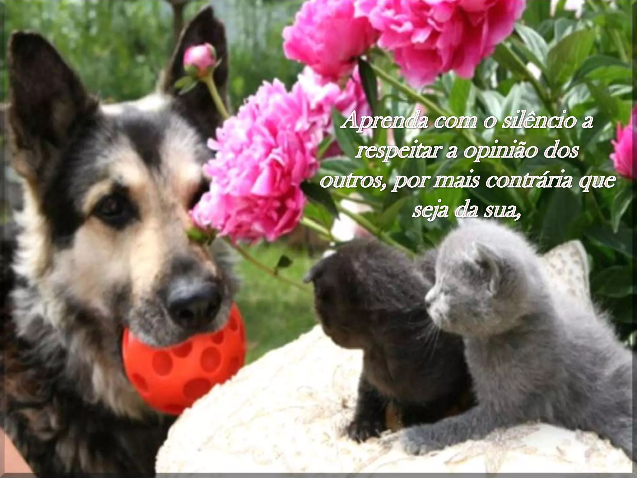 Aprendacom o silêncio a respeitar a opinião dos outros, pormaiscontráriaqueseja da sua, 