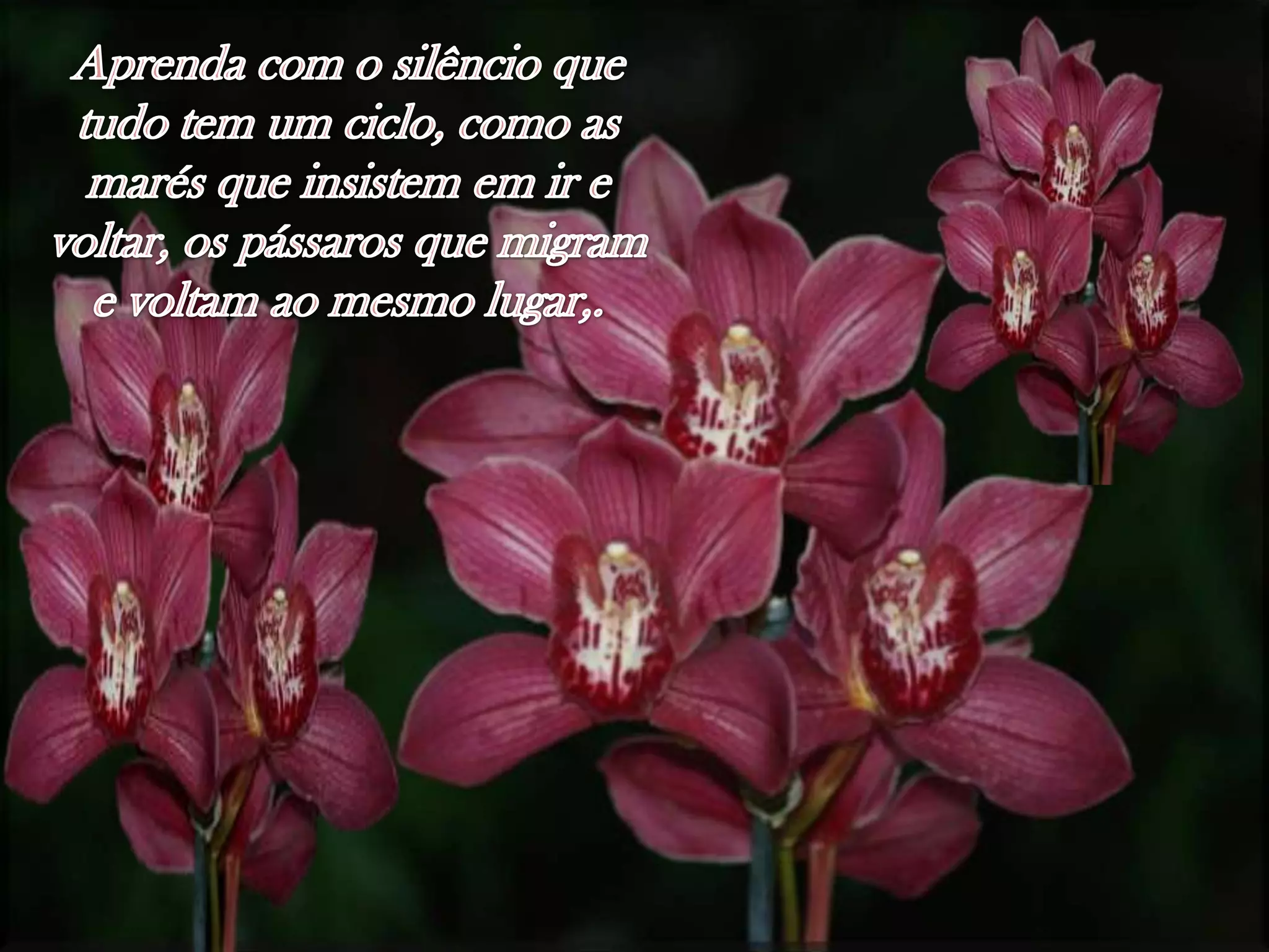 Aprendacom o silêncioquetudo tem um ciclo, como as marésqueinsistememir e voltar, ospássarosquemigram e voltamaomesmolugar,.