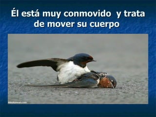 Él está muy conmovido  y trata de mover su cuerpo   