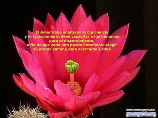 El Amor debe enaltecer la Conciencia  y el Conocimiento debe capacitar a los humanos  para el discernimiento,  a fin de que cada uno pueda libremente elegir  su propio camino para acercarse a Dios. 