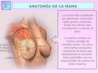 ANATOMÍA DE LA MAMA
COSTILLAS
Y MUSCULO
PECTORAL
La mama está constituida
por glándulas, conductos,
tejido graso y muscular.
Estos dos últimos dan
consistencia y volumen al
seno.
La mama contiene un
número variable de
lobulillos (entre 10 y 20) y
otros tantos conductos
excretores de leche que
desembocan en el pezón.
Estos globulillos son los
responsables de producir la
leche materna.
PEZÓN
AUREOLA
GRASA
LOBULOS
CONDUCTOS
 