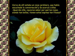 Cerca de allí estaba un viejo jardinero, que había
escuchado la conversación y se acercó a ellas.
-Querida niña, ¿quieres saber por qué las rosas,
siendo tan bellas, tienen estas espinas tan filosas?
 